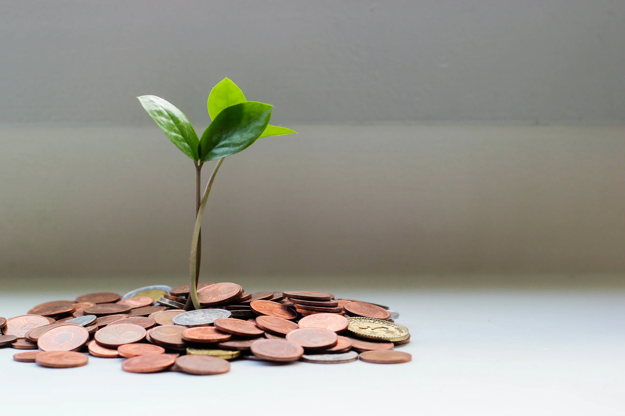 manage your money as a student: a plant with coins